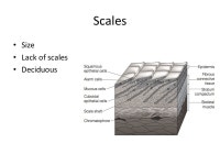 Aquarium Fish ~8 million households have pet fish in US ~1-10% marine fish captive bred – Rest wild caught from coral reefs... 