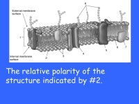 20 pt 30 pt 40 pt 50 pt 10 pt 20 pt 30 pt 40 pt 50 pt 10 pt 20 pt 30 pt 40 pt 50 pt 10 pt 20 pt 30 pt 40 pt 50 pt 10 pt 20 pt 30... 