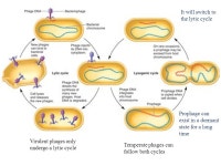 Siti Sarah Jumali Genetic Transfer Siti Sarah Jumali ppt video online download