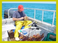 NZ Rock Lobster Fisheries Commercial Landings = 2470 tonnes Export volume = 1950 tonnes Hong Kong/China/Japan Export Value = NZ... 