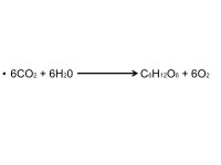 Chemistry of Life Chapter 6 page 141. Elements Everything on earth is made of elements –Rock –Flower –Water –Etc... 