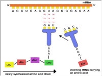FL #24 tRNA’s Role in Protein Synthesis DNA Double Helix Single Stranded RNA. -  ppt download