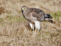 Owls & Raptors. Turkey Vulture Tom Grey. -  ppt download