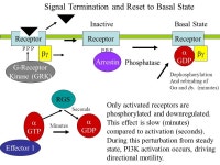 2. Autoregulatory Mechanisms of Eukaryotic Chemotaxis System Components: Receptors, G- proteins, -  ppt download