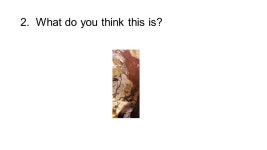 1. 1. What do you notice in this image?. 2. What do you think this is? -  ppt download
