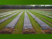 Weeds in the Landscape. WEED LIFE CYCLES Annuals: begin season as seed and finish life cycle in one year Produce massive amounts... 