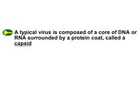 Bacteria. The smallest and most common microorganisms are prokaryotes—unicellular organisms that lack a nucleus. -  ppt download