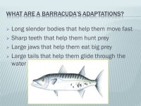 What animal is attracted to yellow lures and can give people a disease?!? Can you figure out what this dangerous fish is?!?... 