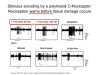 Study of Pain (IASP) Pain and nociception Nociceptive signal processing in the peripheral nervous system Nociceptive. -  ppt download