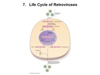 Lecture 28 Genetics of Cancer Copyright © 2010 Pearson Education Inc. -  ppt download