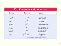 1 An overview of protein synthesis via transcription and translation References: 1.Genes VIII, by Lewin, 2004, Oxford. 2.... 