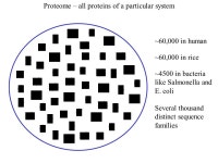 Modelling proteomes Ram Samudrala Department of Microbiology How does the genome of an organism specify its behaviour and... 