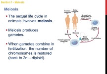 Sexual Reproduction and Genetics Section 1- Meiosis -  ppt video online download
