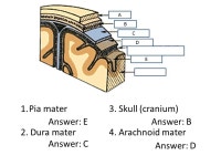 Nervous system review. Myelinated nerve fibers appear A.Black B.Brown C.Grey D.Transparent E.White Answer: E. -  ppt download