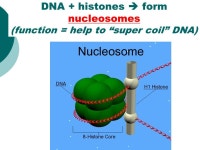 Chromosomes Lecture #18 Honors Biology Ms. Day. Why is Cell Division Important?  Unicellular organisms Reproduce by cell division... 