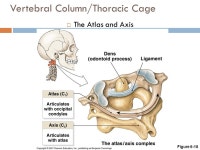 THE SKELETAL SYSTEM. The Skeletal System  The skeletal system includes:  Bones  Cartilages  Joints  Ligaments  Other connective... 