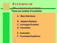 Patterns of Evolution Honors Biology- Mr. Wilmot. -  ppt download