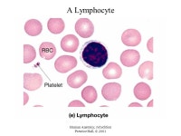 Human Anatomy, 3rd edition Prentice Hall, © 2001 Blood Chapter ppt download