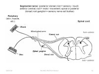 Bio 3411 Midterm Review: Structure/Development/Systems/Pla stics/Talents/Diseases/Genes Wednesday October 27, /27/101Bio 3411 Mid... 