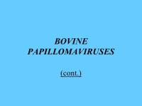 PAPOVAVIRIDAE PETER H. RUSSELL, BVSc, PhD, FRCPath, MRCVS Department of Pathology and Infectious Diseases, The Royal Veterinary... 