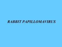 PAPOVAVIRIDAE PETER H. RUSSELL, BVSc, PhD, FRCPath, MRCVS Department of Pathology and Infectious Diseases, The Royal Veterinary... 