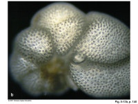 5-COb, p. 129 Age (Ma) cmEvents Post-extinction layer: Sediments containing microfossils from after the dinosaurs Tertiary.... 