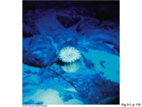 5-COb, p. 129 Age (Ma) cmEvents Post-extinction layer: Sediments containing microfossils from after the dinosaurs Tertiary.... 