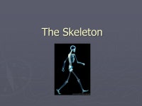 The Skeleton. Functions ► Support- provides a framework for muscles and organs. ► Protection of vital (necessary) organs.... 