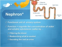 Brainstorm the urinary system (write words that come to mind) 10/30/15 Date:10/30/15Topic:NephronPage # ___. -  ppt download