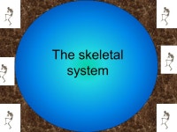 The skeletal system. 1.SUPPORT Attachment for tendon, framework for body 2.PROTECTION Ex: cranial bones protect brain 3.... 