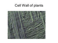 Cells. Cells All living things are made of cells Some have only 1 cell, most are multicellular Most are very tiny Two general... 