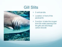 External Structures of Dog Fish Shark Ms. Hays – Spring ppt download