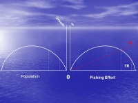 The Fishery Resource: Biological and Economic Models Wednesday, April ppt download