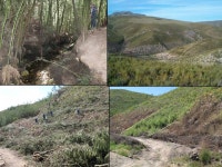 Working for Water Use of evidence in developing a South African Government Programme Nicky Allsopp & Frank Matose. -  ppt download