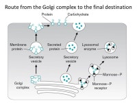 Glycoproteins and Mucins B.Sopko. Content Glycoproteins: Structures and Linkages Interconversions and activation of dietary... 
