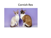 Cats. Abyssinian American Shorthair Burmese Cornish Rex. -  ppt download