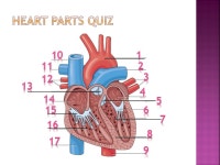  The CVS includes  Heart  Blood vessels  Blood  Blood circulation. -  ppt download