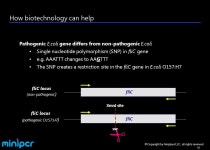 by Amplyus LLC, all rights reserved DNA amplification and analysis: miniPCR TM Food Safety Lab Science for everyone, -  ppt download