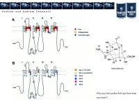S O D I U M A N D S O D I U M C H A N N E L S. S o d i u m a n d S o d i u m C h a n n e l s It’s the only delicacy forbidden... 