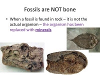 Fossil/Age of Rock Notes Use the Purple book to get notes for fossils and relative age of rock notes. – Write the word and... 