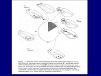 Overview Readings –Platyhelminthes Chapter 13 Introduction (skim to appreciate diversity and morphology)Chapter 13 Introduction... 