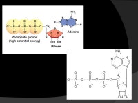 ATP  A compound that stores energy  Stands for Adenosine triphosphate  Made up of 3 parts 5 carbon sugar Adenosine 3 Phosphates.... 