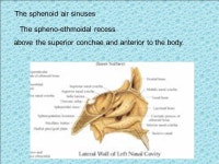 The body one bone The greater wing two bones The lesser wing two bone Lateral platetwo bone medial pterygoid plate two bone.... 
