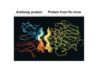 The Molecules of Life Within cells, small organic molecules are joined together to form larger molecules Macromolecules are large... 
