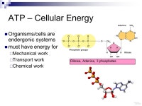 ATP – Cellular Energy Organisms/cells are endergonic systems must have energy for  Mechanical work  Transport work  Chemical... 