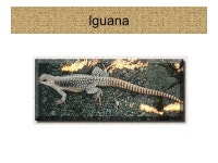 Grasslands There are two types of grasslands: tropical savannas and temperate prairies. -  ppt download