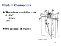 1 By: Hend and Ziyad Bio  Name and symmetry  Evolution and morphology  Digestive system and feeding  Movement  References. -  ppt... 