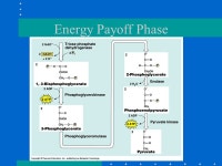 Lecture #4Date _________ Chapter 9~ A Musical Journey Through Cellular Respiration Objective: How do organisms produce energy for... 