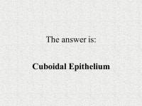 Histology Review Epithelial Tissue What type of epithelial tissue does this slide represent? Look at the shape of these cells. Is... 