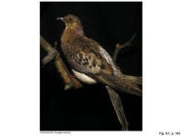 Fig. 9-1, p Fig. 9-2, p. 185 Passenger pigeon Great aukDodoGolden toadAepyornis (Madagascar) -  ppt download